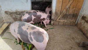 Porci de vanzare pietrean