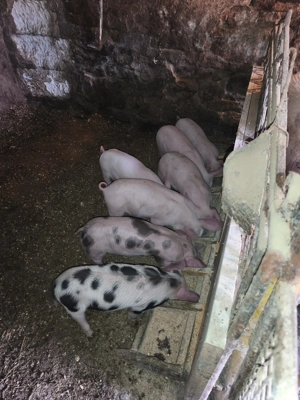 vand purcei - imagine 5