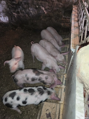 vand purcei - imagine 3