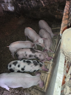 vand purcei - imagine 4