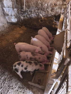 vand purcei - imagine 2