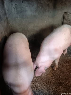 Vand porci! - imagine 2