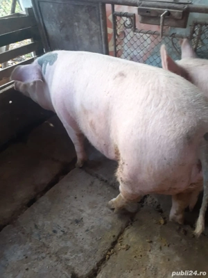 Porci femela si mascul 