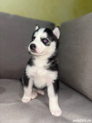 Pui Husky Siberian Disponibili  - imagine 2