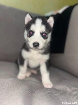 Pui Husky Siberian Disponibili 