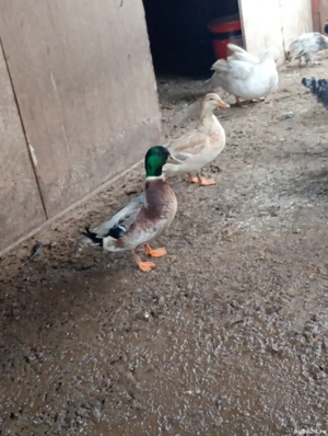 vand sau schimb rate pitica olandeza 