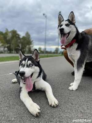 Pui Husky Siberian Disponibili  - imagine 5