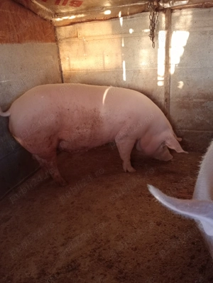 Vând porc crescut în gospodărie 