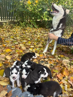 Pui Husky Siberian Disponibili  - imagine 3
