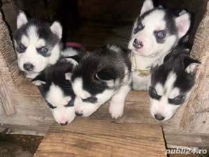 Pui Husky Siberian Disponibili  - imagine 4