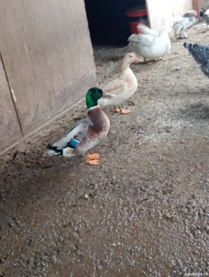 vand sau schimb rate pitica olandeza  - imagine 4