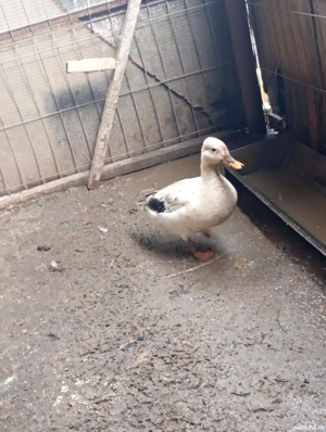 vand sau schimb rate pitica olandeza  - imagine 2