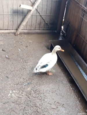 vand sau schimb rate pitica olandeza  - imagine 3