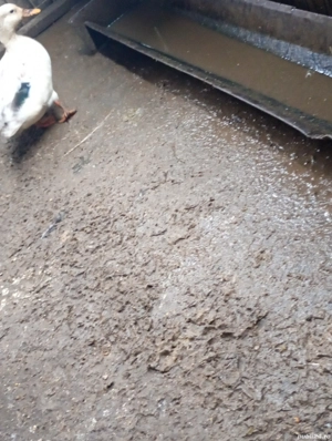 vand sau schimb rate pitica olandeza  - imagine 5