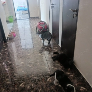 Pantelimon-Parcul Florilor, apartament 3 camere de vanzare - imagine 9