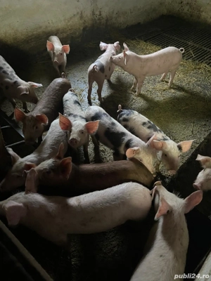 Vând purcei - imagine 4