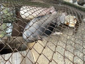 Vand purcea de sacrificare 