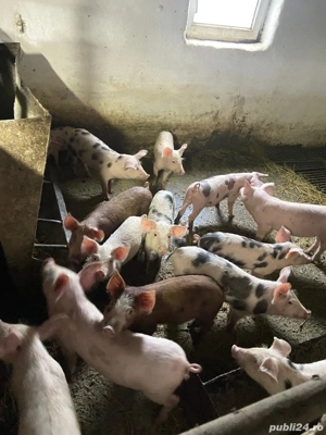 Vând purcei - imagine 2