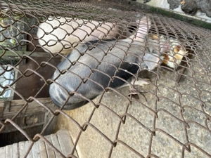 Vand purcea de sacrificare  - imagine 2