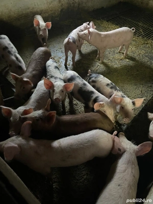 Vând purcei - imagine 5