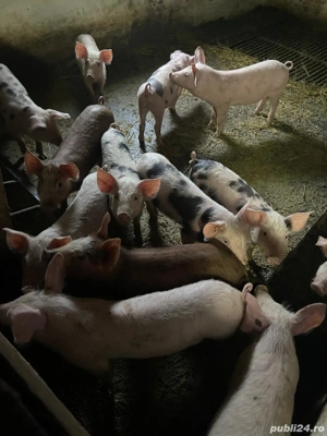 Vând purcei - imagine 3