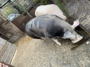 Vand purcea de sacrificare  - imagine 4