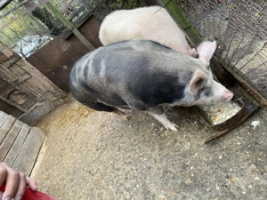 Vand purcea de sacrificare  - imagine 3