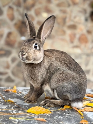 Mascul Rex de 5 luni