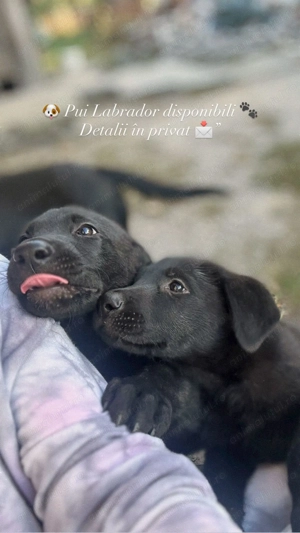 Labradori negri de vanzare