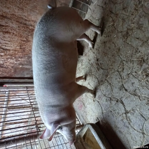 Porc de carne de vânzare  - imagine 4