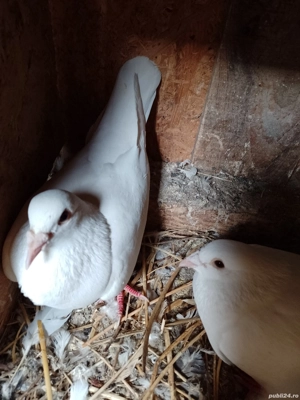 Vand porumbei voiajori