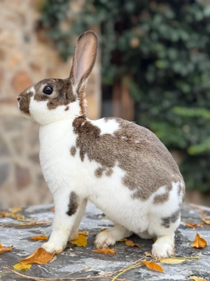 Mascul Rex de 5 luni