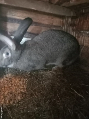 iepuri urias german  - imagine 2