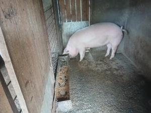 Porci de carne Landrace cu Marele alb - imagine 2