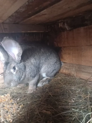 iepuri urias german  - imagine 3