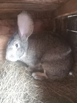 iepuri urias german  - imagine 4