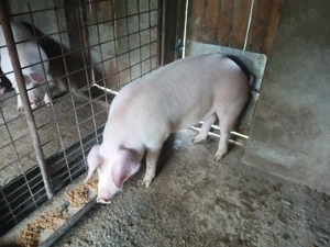 Porci de carne Landrace cu Marele alb - imagine 5