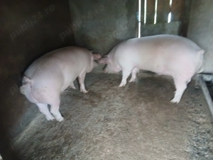 Porci de carne Landrace cu Marele alb - imagine 4
