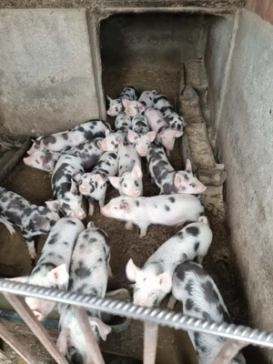 Vand Purcei 8 Saptamani!! - imagine 2