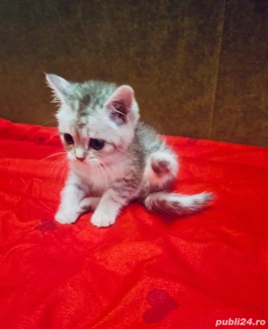 Fetite british chinchila  - imagine 3