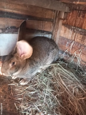 iepuri de vanzare  - imagine 3