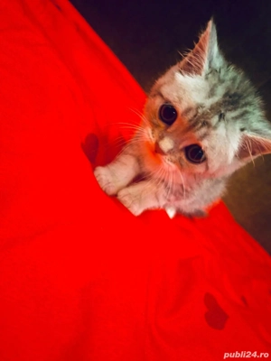 Fetite british chinchila 