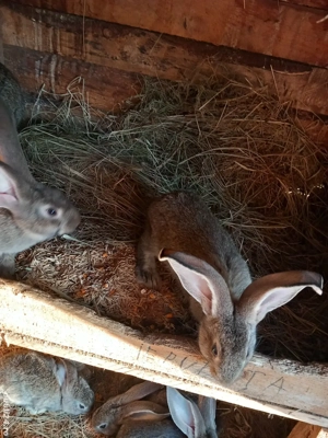 iepuri de vanzare  - imagine 4