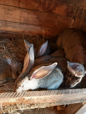 iepuri de vanzare  - imagine 2