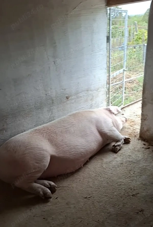 Vând porci mari și purcei - imagine 2