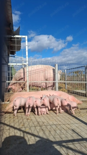 Vând porci mari și purcei - imagine 3