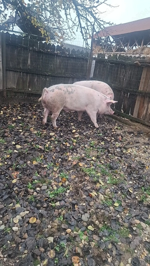 Vând porci mari și purcei - imagine 4