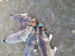 Catei de vanzare - imagine 3