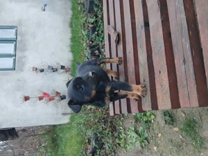 Vand catei jagdterrier 