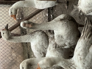 Gâște holmogar originale